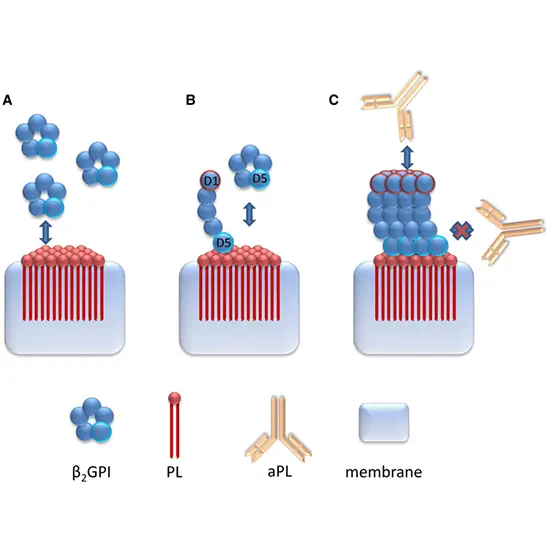 phosphatidylserine antibodies panel, igg, and igm